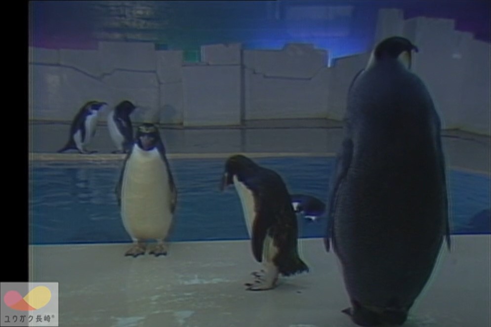 「長崎水族館」～日本一のペンギン王国に！～イメージ