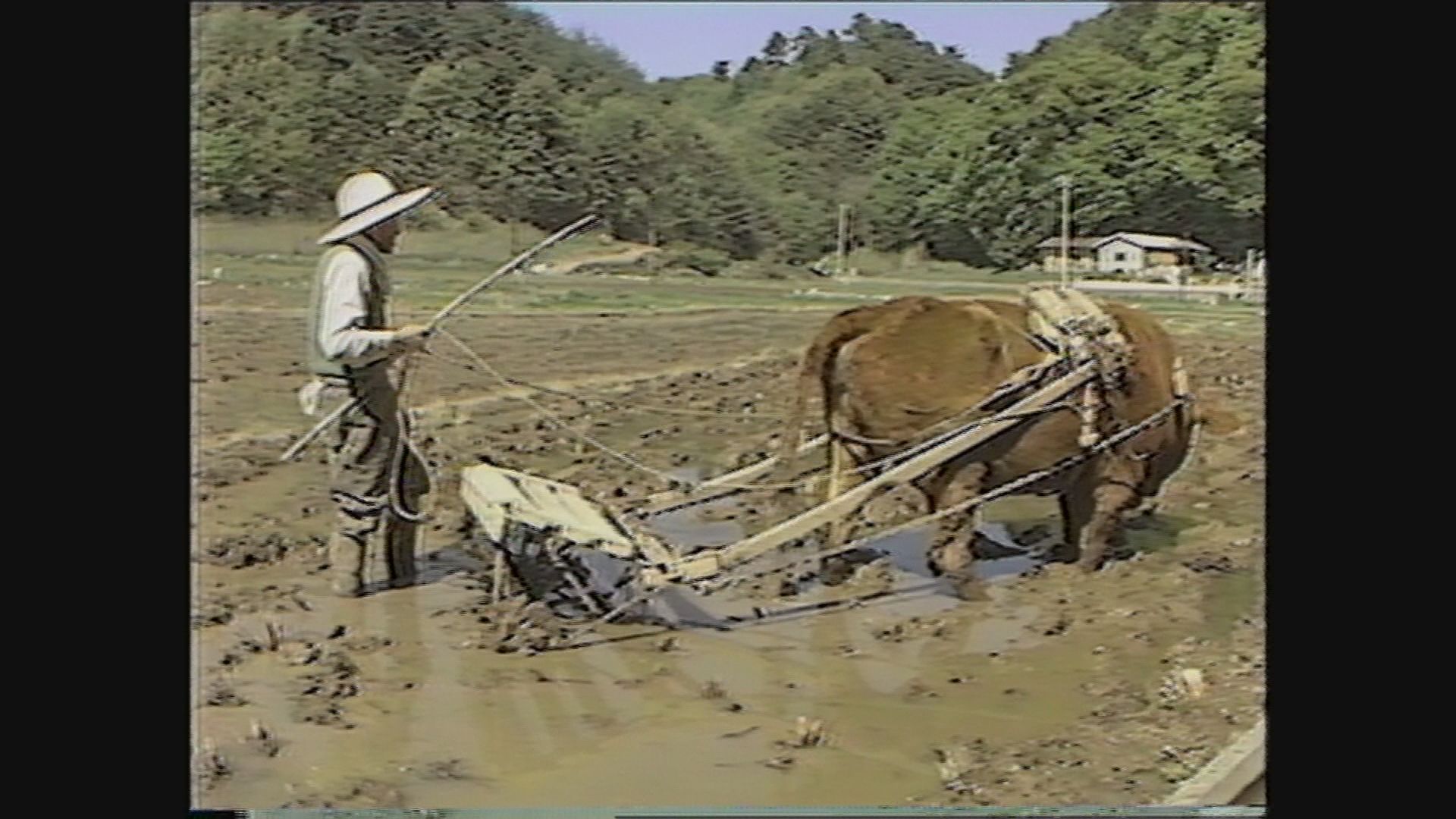 牛を使って田植えの準備イメージ