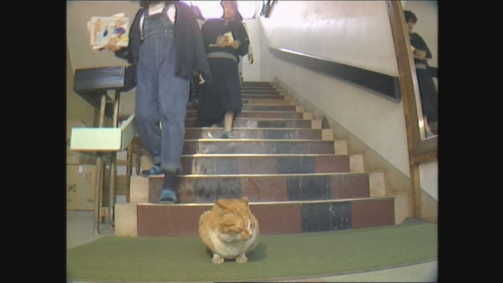 松本蟻ヶ崎高校で暮らすネコ（1989年）イメージ