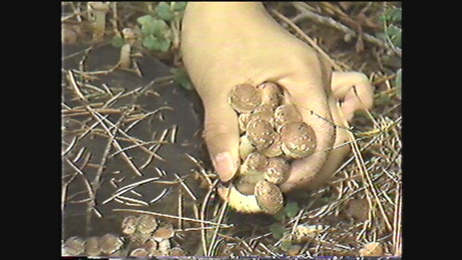 山の恵みを採って味わう（牟礼村・1982年）イメージ